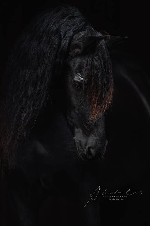 Van Stingray Friesians im Schlossgestüt